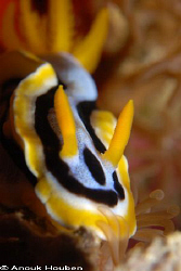 Chromodoris annae. Picture taken at Balicasag island, Phi... by Anouk Houben 